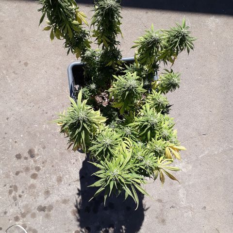 Auto Critical Orange Punch growlog timeline photo