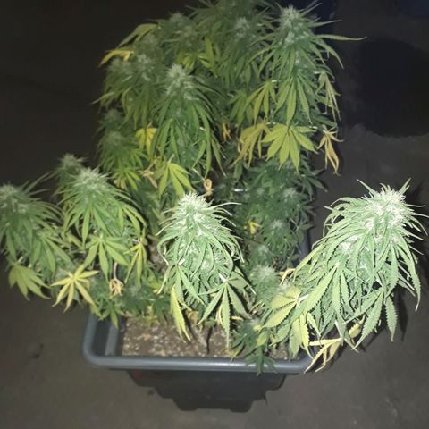 Auto Critical Orange Punch growlog timeline photo
