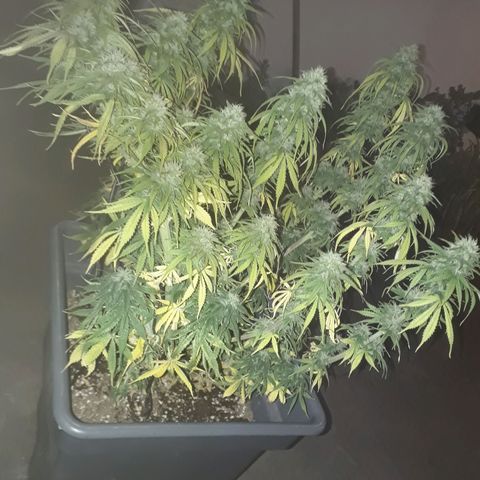 Auto Critical Orange Punch growlog timeline photo