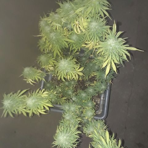 Auto Critical Orange Punch growlog timeline photo