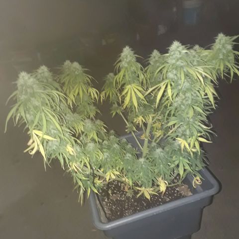 Auto Critical Orange Punch growlog timeline photo