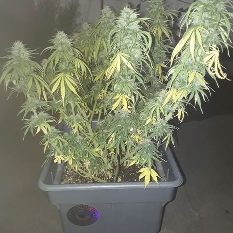 Auto Critical Orange Punch growlog timeline photo