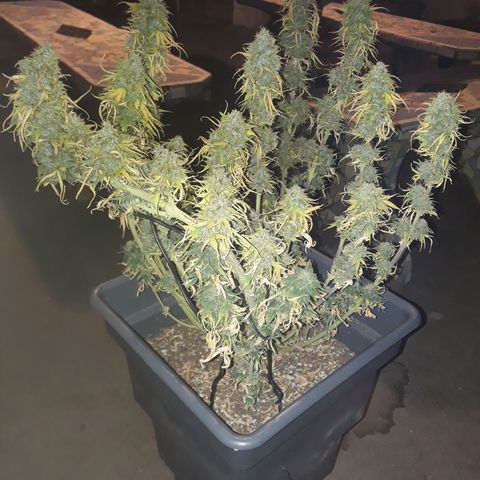 Auto Critical Orange Punch growlog timeline photo