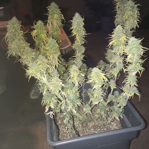 Auto Critical Orange Punch growlog timeline photo