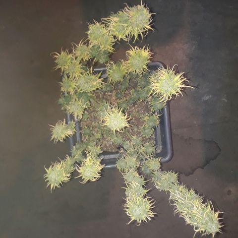 Auto Critical Orange Punch growlog timeline photo