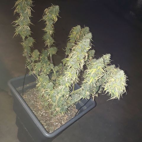 Auto Critical Orange Punch growlog timeline photo