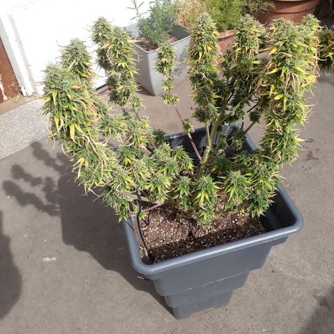 Auto Critical Orange Punch growlog timeline photo