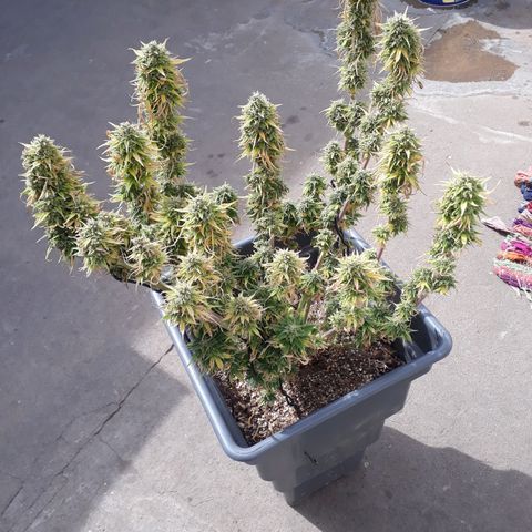 Auto Critical Orange Punch growlog timeline photo