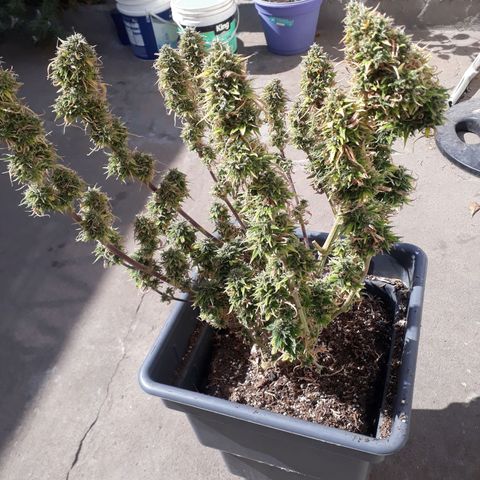 Auto Critical Orange Punch growlog timeline photo