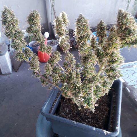 Auto Critical Orange Punch growlog timeline photo