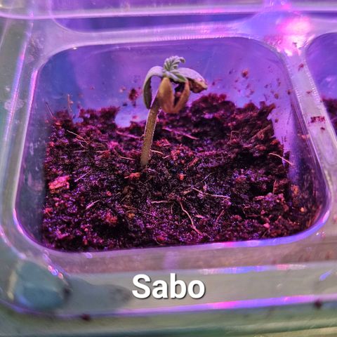 Sabo, Ace & Ruffy growlog timeline photo