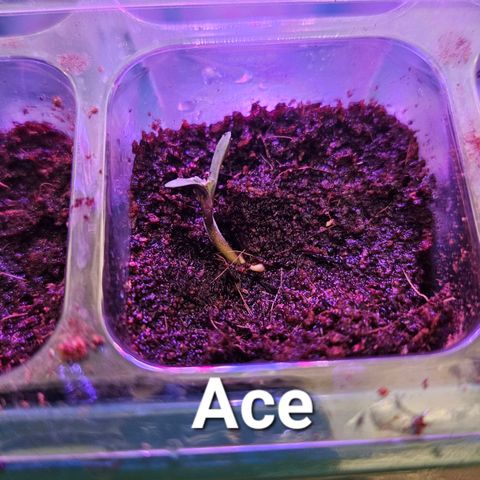 Sabo, Ace & Ruffy growlog timeline photo