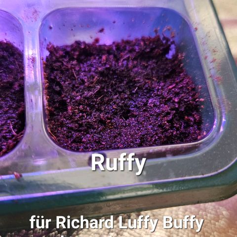 Sabo, Ace & Ruffy growlog timeline photo