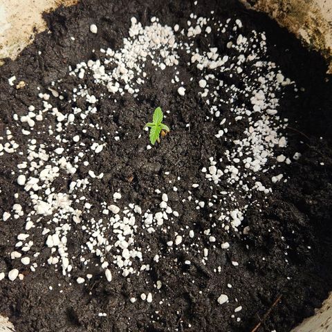 Sabo, Ace & Ruffy growlog timeline photo