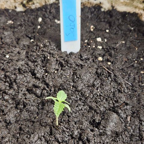 Sabo, Ace & Ruffy growlog timeline photo
