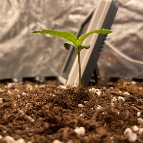 Nocciola growlog timeline photo