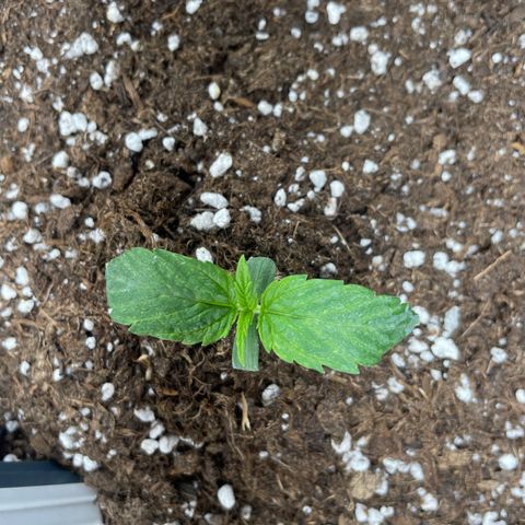Nocciola growlog timeline photo