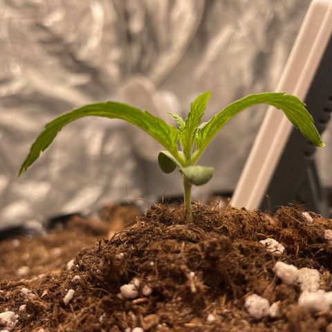 Nocciola growlog timeline photo