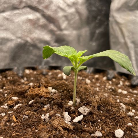 Nocciola growlog timeline photo