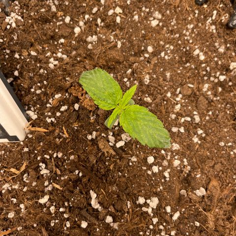 Nocciola growlog timeline photo