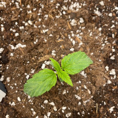 Nocciola growlog timeline photo