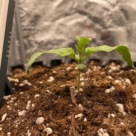Nocciola growlog timeline photo