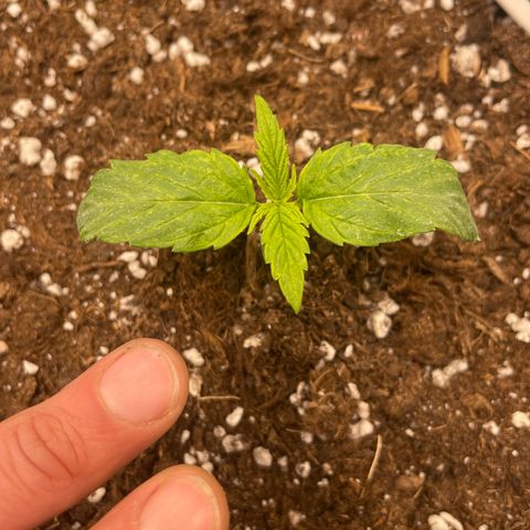 Nocciola growlog timeline photo