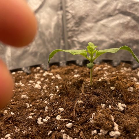 Nocciola growlog timeline photo
