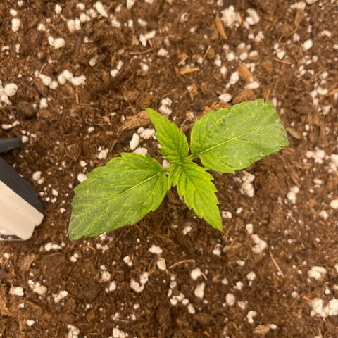 Nocciola growlog timeline photo
