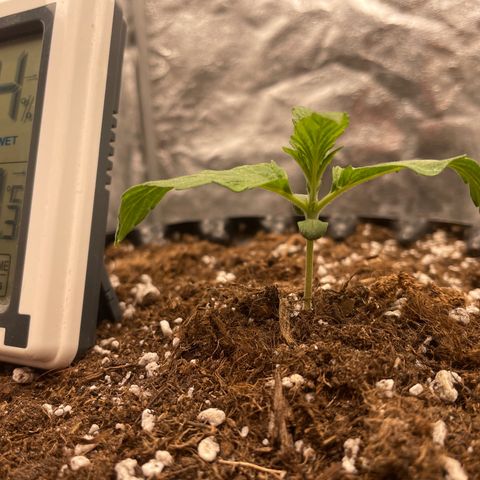 Nocciola growlog timeline photo
