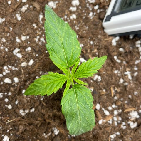 Nocciola growlog timeline photo