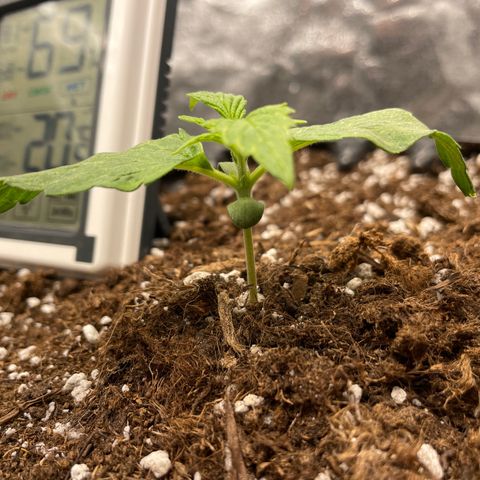 Nocciola growlog timeline photo