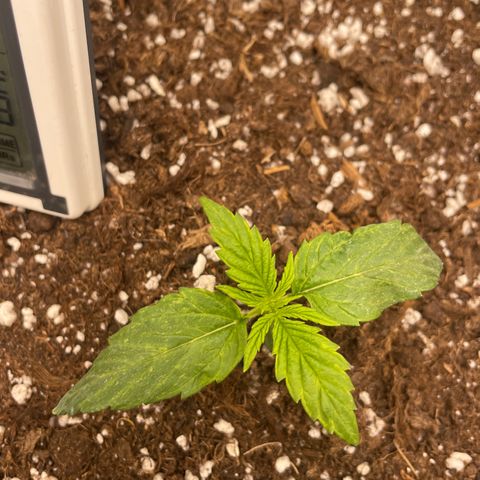 Nocciola growlog photo: Foto 3