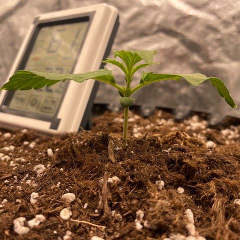 Nocciola growlog photo: Foto 3