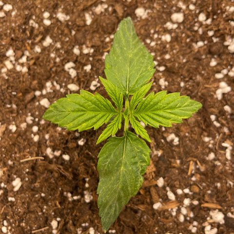 Nocciola growlog photo: Mattina