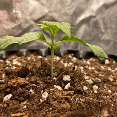 Nocciola growlog photo: Mattina