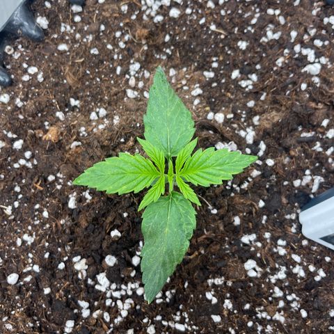 Nocciola growlog photo: 20:00