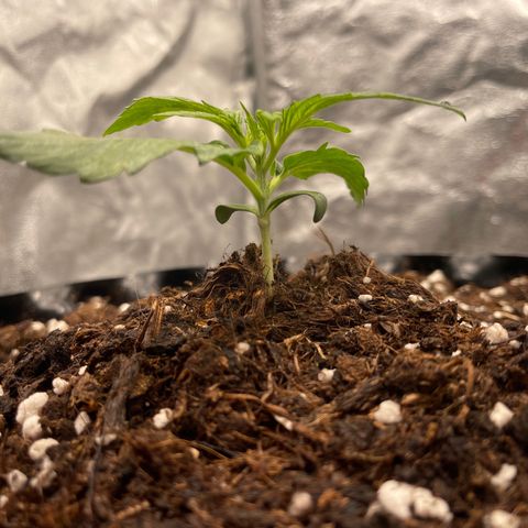 Nocciola growlog photo: 20:00