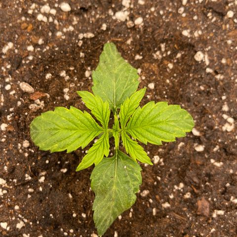 Nocciola growlog photo: Mattina