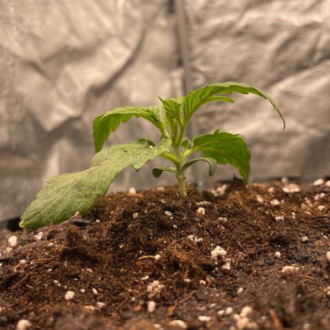 Nocciola growlog photo: Mattina