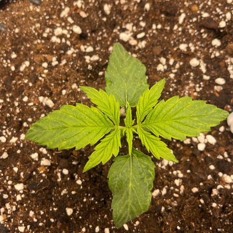 Nocciola growlog photo: 0100