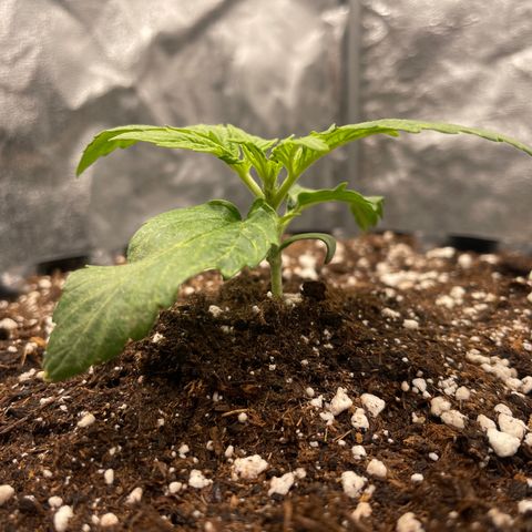 Nocciola growlog photo: 0100