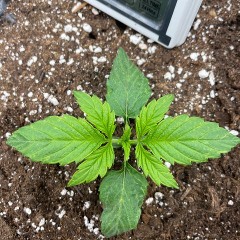 Nocciola growlog photo: 1200