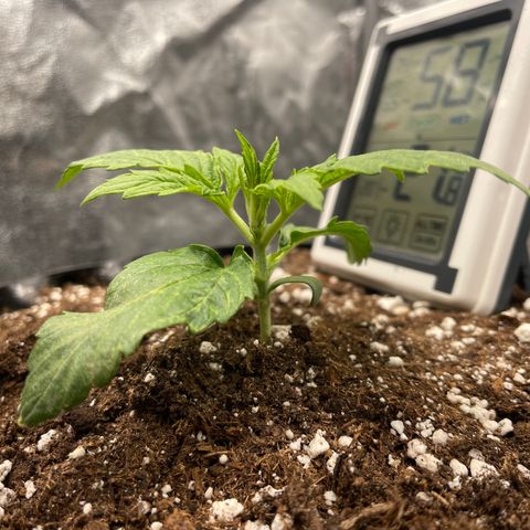 Nocciola growlog photo: 1200