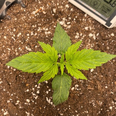 Nocciola growlog photo: 1900