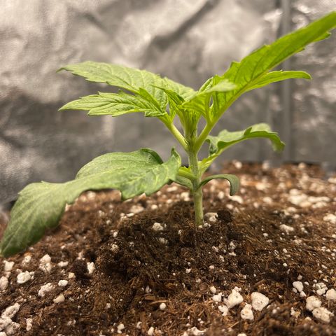 Nocciola growlog photo: 1900