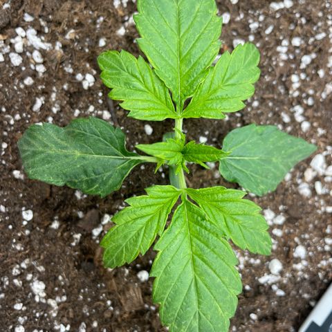 Nocciola growlog photo: 10:00