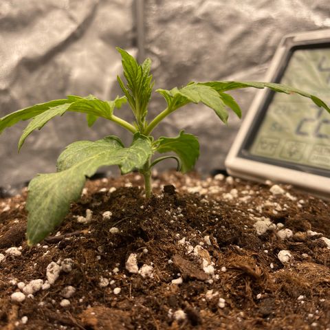 Nocciola growlog photo: 10:00