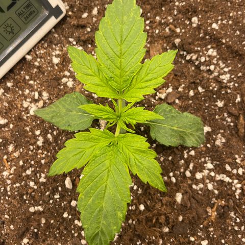 Nocciola growlog photo: 2200