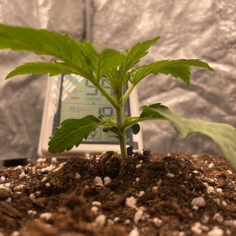Nocciola growlog photo: 2200